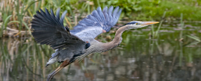 A great blue heron with wings fully outstretched, flying from a pond.